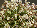 Crassula rupestris ssp. marnieriana