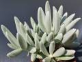 Senecio haworthii