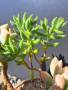 Crassula mesembryanthoides