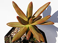 Pachyphytum viride