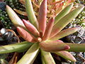 Pachyphytum viride