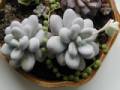 Pachyphytum oviferum