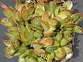 Adromischus trigynus