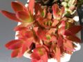 Crassula capitella cv. Campfire