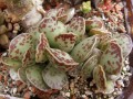 Adromischus cooperi