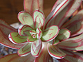 Echeveria nodulosa