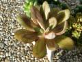 Echeveria nodulosa