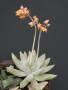 Echeveria tolimanensis