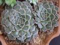 Graptopetalum bellum