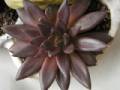 Echeveria cv. Black Prince