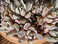 Sinocrassula densirosulata
