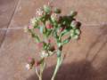 Sinocrassula densirosulata