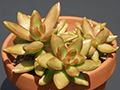 Sedum nussbaumerianum