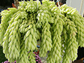 Sedum morganianum