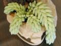 Sedum morganianum