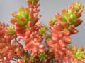 Sedum rubrotinctum