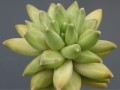 Pachyphytum compactum
