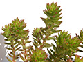 Sedum cv. Spiral Staircase