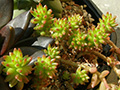 Sedum cv. Spiral Staircase