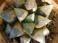 Haworthia comptoniana