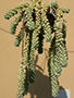 Sedum burrito