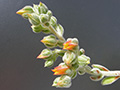 Echeveria setosa