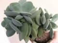 Crassula dubia