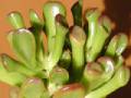 Crassula ovata f. monstrosa