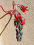 Pachyphytum glutinicaule