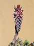 Echeveria shaviana