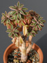 Peperomia asperula