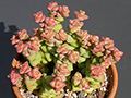 Crassula rupestris cv. Tom Thumb