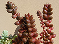 Sedum stahlii