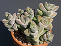 Crassula cv. Moonglow