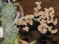 Crassula cv. Moonglow