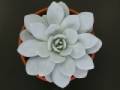 Echeveria laui