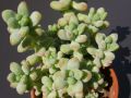 Sedum treleasei