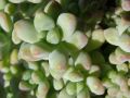 Sedum treleasei