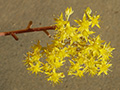Sedum treleasei