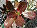Echeveria atropurpurea