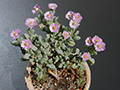 Oscularia deltoides