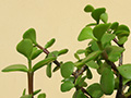 Portulacaria afra