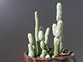 Senecio articulatus