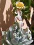 Echeveria subcorymbosa