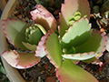 Bryophyllum laetivirens