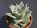 Echeveria agavoides