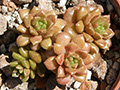 Cremnosedum cv. Little Gem
