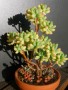 Sedum pachyphyllum