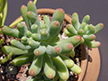 Sedum pachyphyllum
