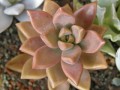 Graptosedum cv. Bronze